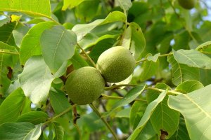 20130811-ez-zsir-meg-gyujtheted-a-diolevelet3